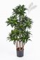 Preview: DRACAENA FRAGRANS COMPACTA 37204N