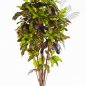 Preview: CROTON TREE 37605N