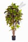 Preview: CROTON TREE 37605N