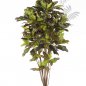 Preview: CROTON TREE 37606N