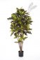 Preview: CROTON TREE 37606N