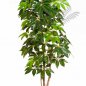 Preview: GIANT SCHEFFLERA TREE 38007N