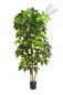 Preview: GIANT SCHEFFLERA TREE 38007N