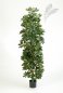 Preview: SCHEFFLERA Column 180cm 38106NW