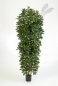 Preview: SCHEFFLERA ColumnTree 195cm 38206NW