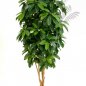 Preview: LADY SCHEFFLERA TREE 38406N