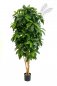 Preview: LADY SCHEFFLERA TREE 38406N