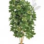 Preview: NATURAL SCHEFFLERA 38504N