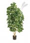 Preview: NATURAL SCHEFFLERA 38504N