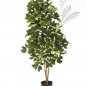 Preview: VAR. NAT. SCHEFFLERA 140cm 38505NW