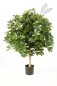 Preview: VAR. BALL SCHEFFLERA 110cm 38604NW