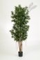 Preview: PODOCARPUS REFLEXA 39506N