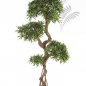 Preview: PODOCARPUS ON CRAZY TRUNK 39705N