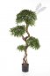 Preview: PODOCARPUS ON CRAZY TRUNK 39705N