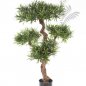 Preview: PODOCARPUS MOUNTAIN TREE 39804N