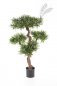 Preview: PODOCARPUS MOUNTAIN TREE 39804N