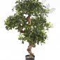 Preview: PITTOSPORUM MOUNTAIN TREE 39904N