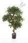 Preview: PITTOSPORUM MOUNTAIN TREE 39904N