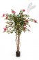 Preview: Bougainvillea Nitida 150cm 43005FU