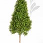 Preview: BOXWOOD TOWER TREE 44104N