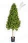 Preview: BOXWOOD TOWER TREE 44104N