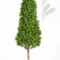 Preview: BOXWOOD TOWER TREE 44106N