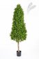 Preview: BOXWOOD TOWER TREE 44106N