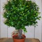 Preview: BOXWOOD BALL 25 cm 44525N