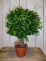 Preview: BOXWOOD BALL 25 cm 44525N