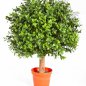 Preview: BOXWOOD BALL 30 cm 44530N