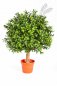 Preview: BOXWOOD BALL 30 cm 44530N