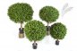 Preview: BOXWOOD BALL 70 cm 44570N