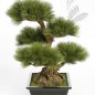 Preview: PINUS BONZAI TREE 60cm 46202N