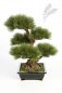 Preview: PINUS BONZAI TREE 60cm 46202N