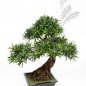 Preview: PODOCARPUS BONZAI x 6-80cm 46403N