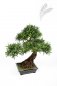 Preview: PODOCARPUS BONZAI x 6-80cm 46403N