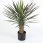 Preview: YUCCA ROSTRATA HEAD 47902N