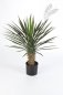 Preview: YUCCA ROSTRATA HEAD 47902N