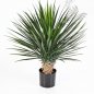 Preview: YUCCA ROSTRATA DE LUXE 47902XL