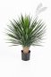 Preview: YUCCA ROSTRATA DE LUXE 47902XL