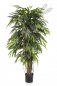 Preview: DELUXE LONGIFOLIA LIANA 48205N