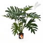 Preview: PHILODENDRON BUSH X6 60cm 51002N