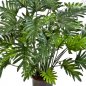 Preview: PHILODENDRON SELLOUM X50 75cm 51102N