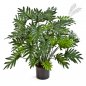 Preview: PHILODENDRON SELLOUM X50 75cm 51102N