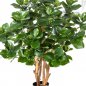 Preview: CLUSEA BUSH TREE 85cm 51303N