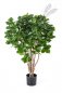 Preview: CLUSEA BUSH TREE 110cm 51304N