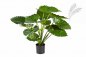 Preview: ALOCASIA CALIDORA BUSH 75 cm 55502N