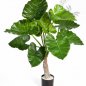 Preview: ALOCASIA CALIDORA X 10 55602N