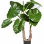 Preview: ALOCASIA CALIDORA X 14 55603N