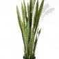 Preview: Sanseveria Green 120cm 57404N